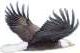 Eagle in flightrht