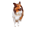 cg_sheltie