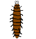 Millipede