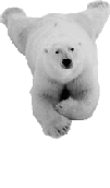 Polar_Bear by Seven Seas