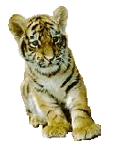 click here to download BabyBengal!